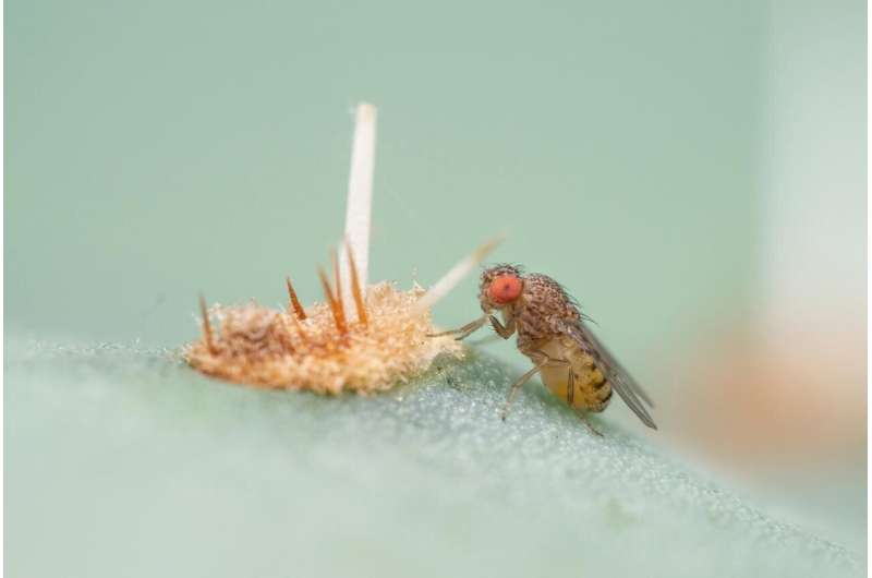 Foraging Drosophila flies are open for new microbial partners