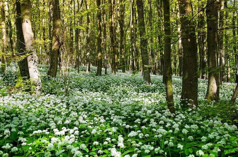 Forest darkness helps stave off effects of nitrogen pollution – but this is set to change