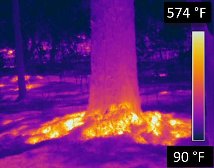 Forest 'duff' must be considered in controlled burning to avoid damaging trees