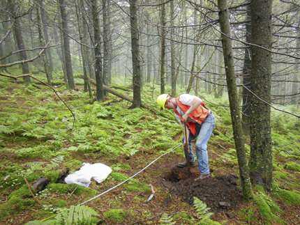 Forest soils recovering from effects of acid rain