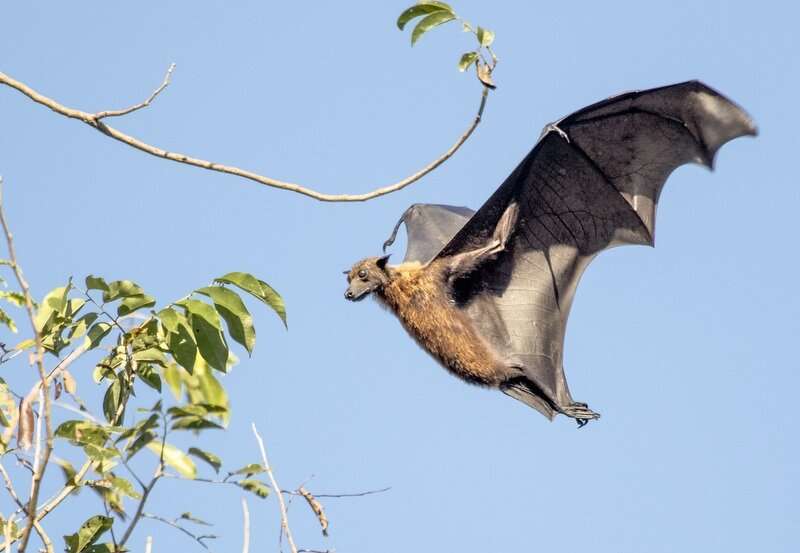 For evolutionary study finds rare bats in decline, CCNY research