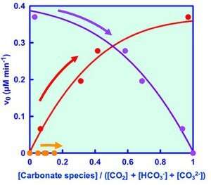 Formate dehydrogenase reduces carbon dioxide to formic acid