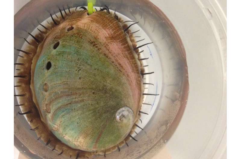 For red abalone, resisting ocean acidification starts with mom