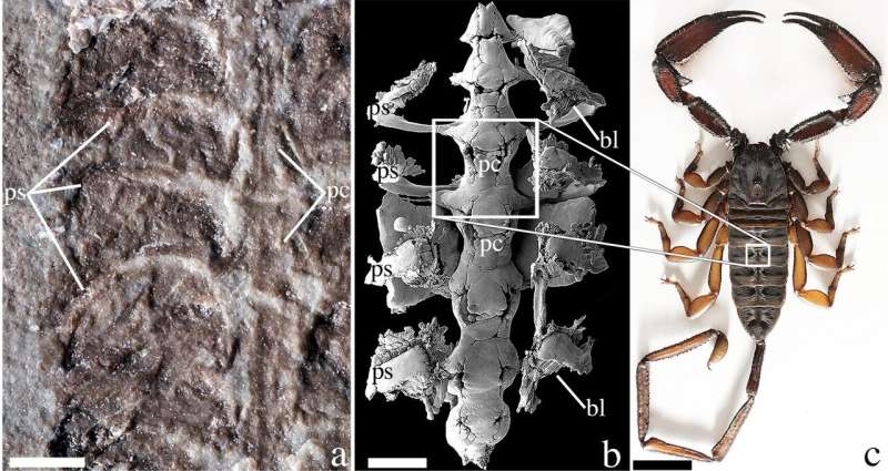 Fossil is the oldest-known scorpion