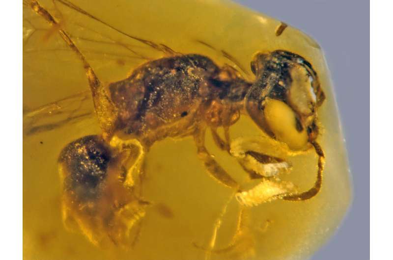Fossilized insect from 100 million years ago is oldest record of primitive bee with pollen