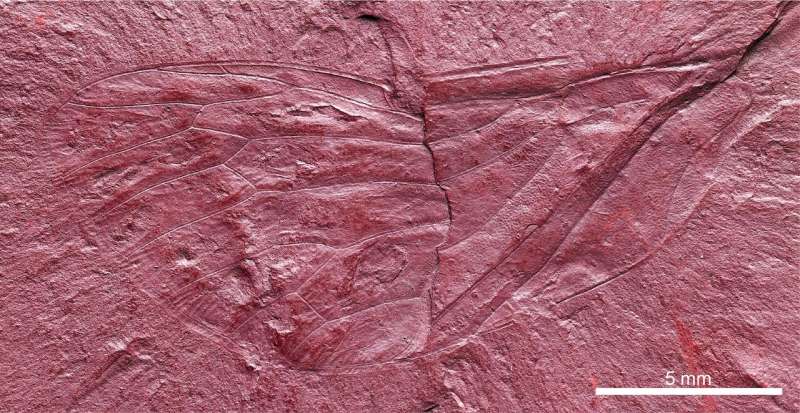 Fossilized wing gives clues about Labrador's biodiversity during the Cretaceous