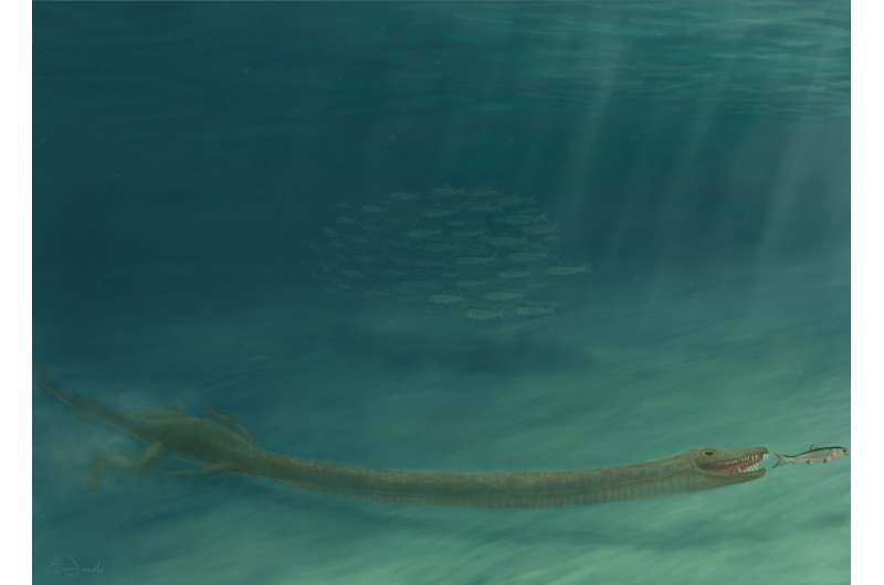 Fossil mystery solved: Super-long-necked reptiles lived in the ocean, not on land