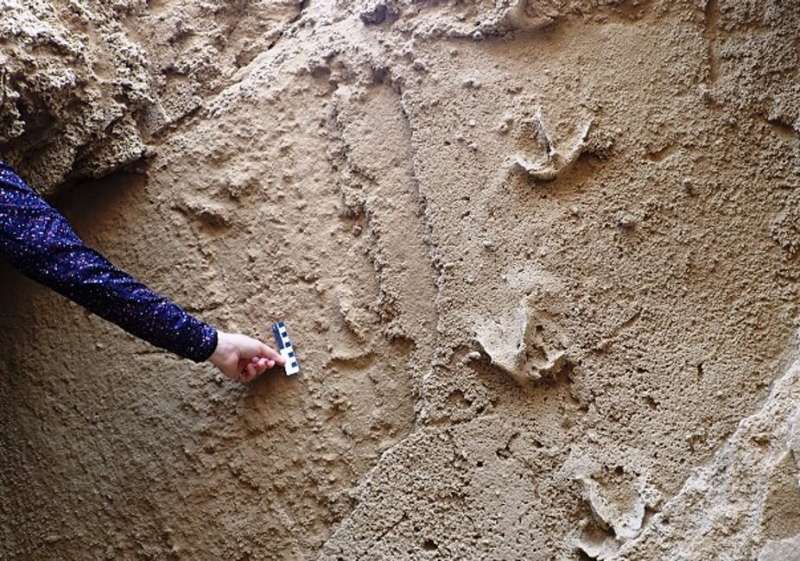 Fossil tracks reveal which birds once roamed South Africa's Cape south coast
