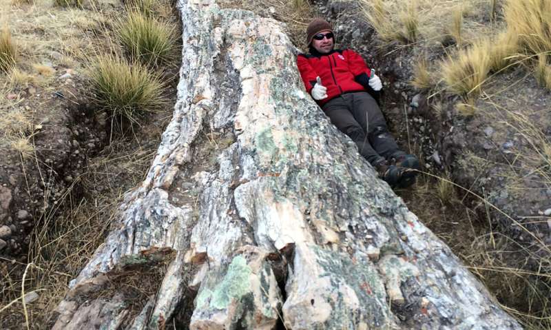 Fossil trees on Peru's Central Andean Plateau tell a tale of dramatic environmental change