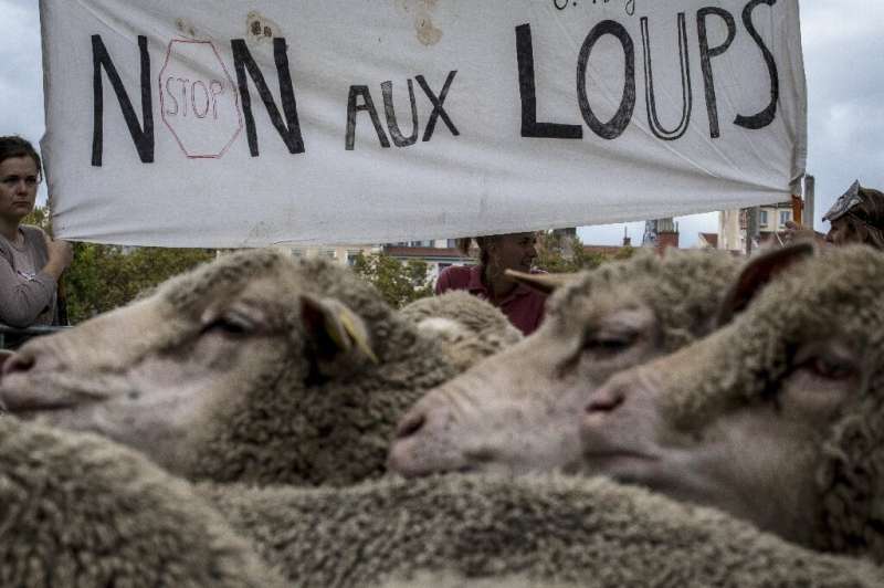 French breeders hold a banner reading &quot;no to wolves&quot; as they demonstrate with their animals in Lyon