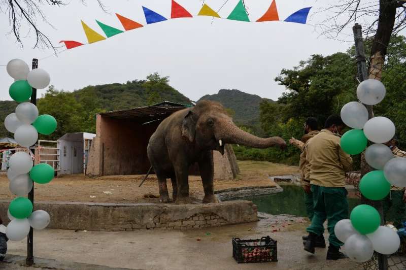 Friends threw a farewell party for Kaavan, Pakistan's only Asian elephant, before it heads to Cambodia
