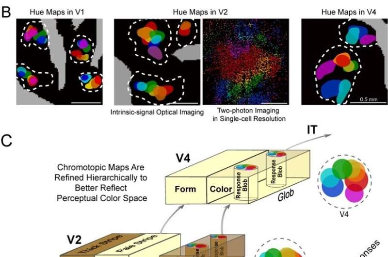 From photons to feelings: Researchers reveal a color palette in brain