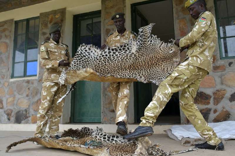 Game wardens with leopard skins, confiscated from bush hunters in surrounding rural communities who poach for subsistence and tr