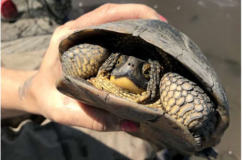 Gathering data to save a rare turtle