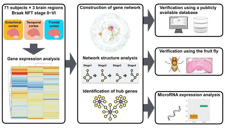 Gene-network analysis is a valuable new tool for understanding Alzheimer’s disease