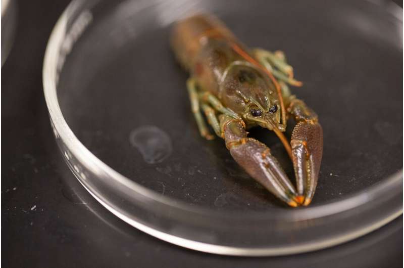 Generalist diet helps invasive crayfish thrive where it's introduced