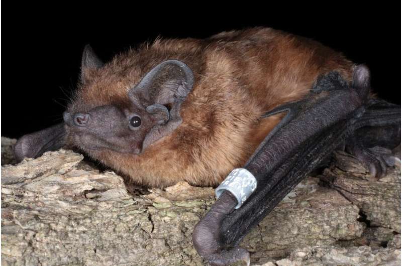 Generational shifts help migratory bats keep pace with global warming