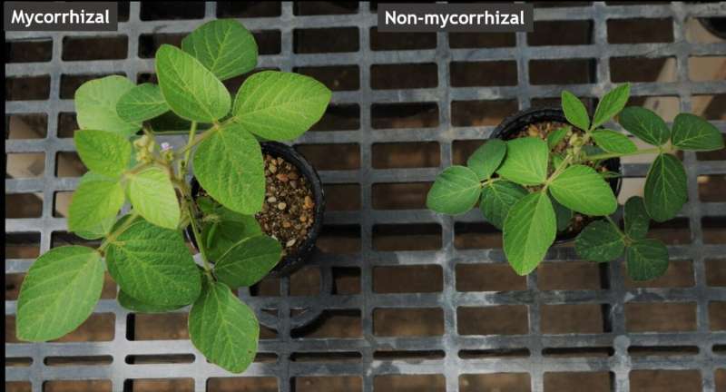 Genes controlling mycorrhizal colonization discovered in soybean