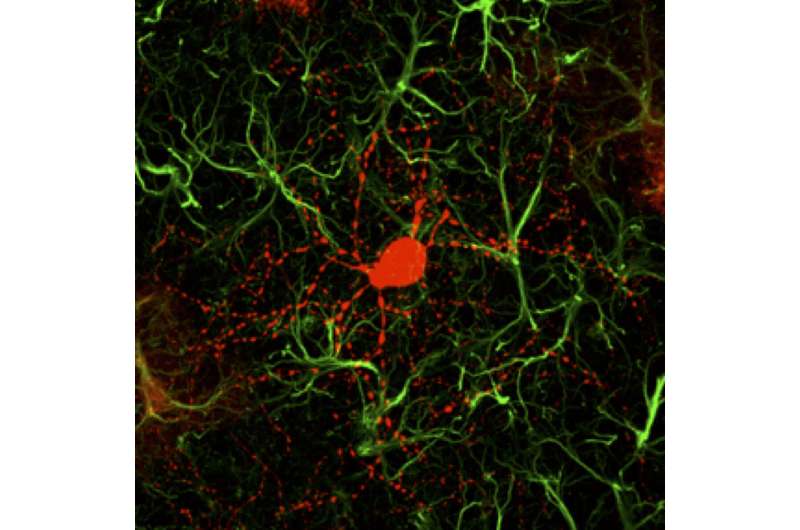 Gene therapy generates new neurons to treat Huntington's disease