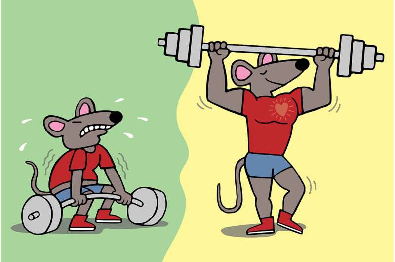 Gene therapy in mice builds muscle, reduces fat