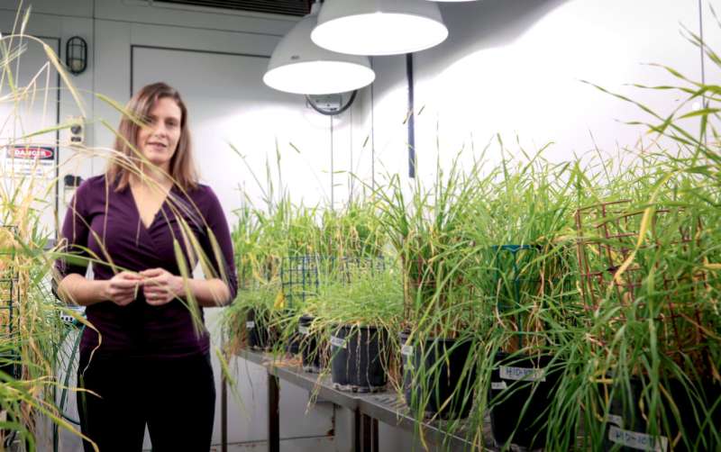 Genetic discovery sheds light on sodium accumulation in barley crops