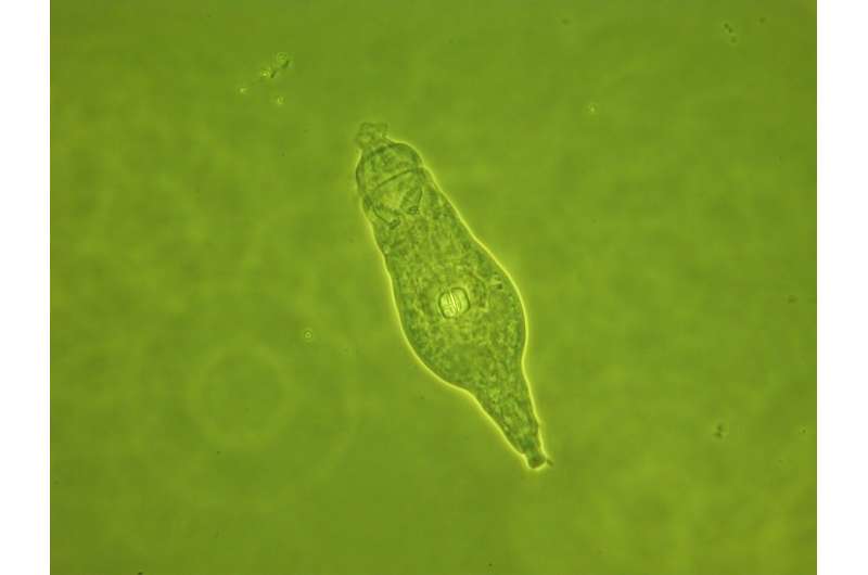 Genetic exchange discovered in anciently asexual rotifers