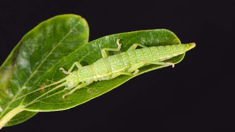 Genome-Mapping Reveals 'Supermutation' Resulting in Cryptic Coloration in Stick Insects