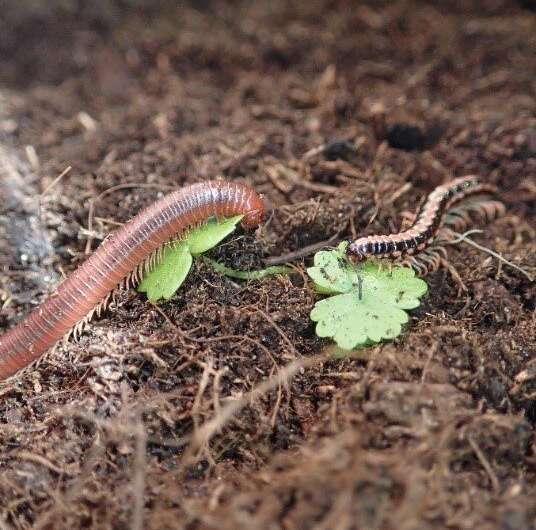 Genomes of two millipede species shed light on their evolution, development and physiology