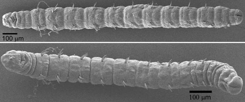 Ghost worms mostly unchanged since the age of dinosaurs