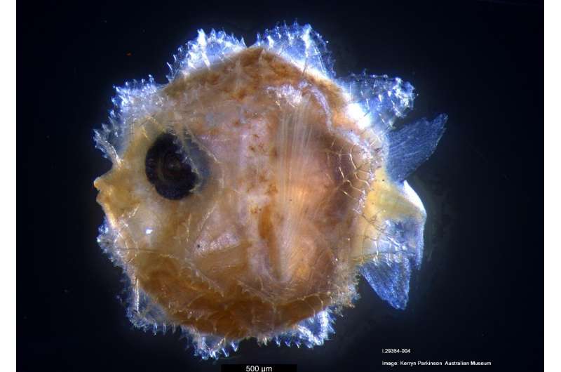 Giant Sunfish larva identified for the first time