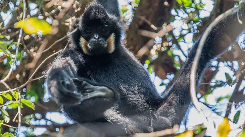 Gibbons need protection from COVID-19, too