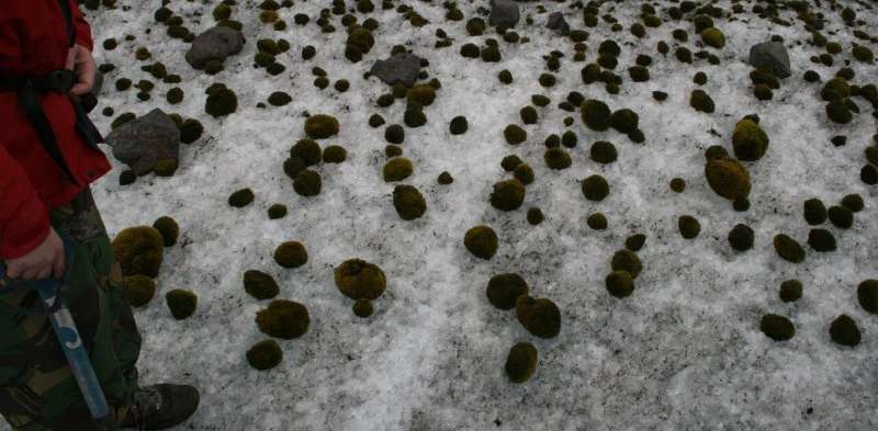 Glacier mice: these herds of moss-balls roam the ice – and we’re uncovering their mysteries