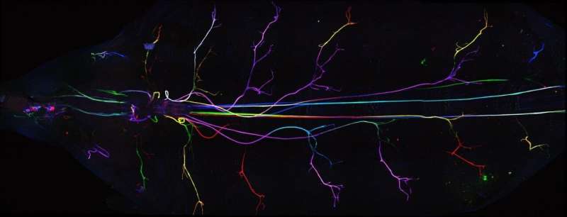 Glial cells play an active role in the nervous system