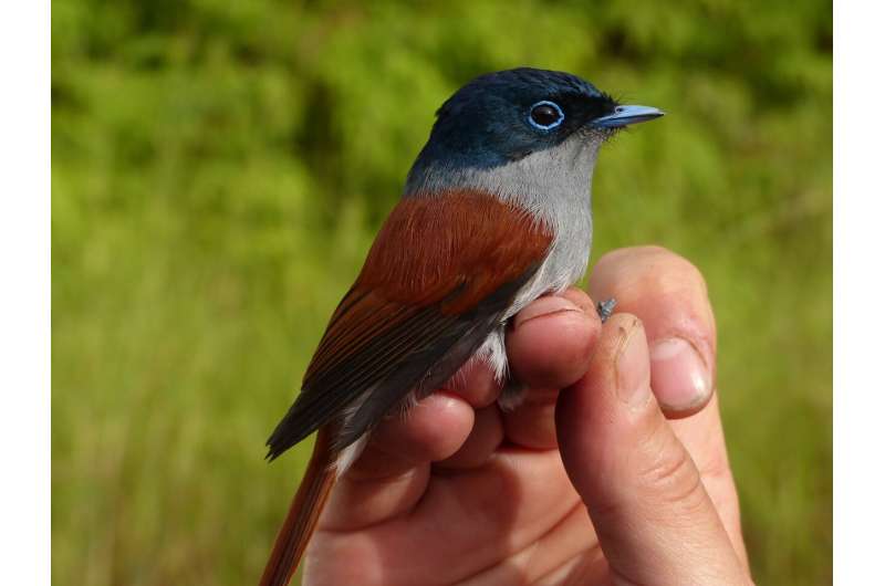 Global relationships that determine bird diversity on islands uncovered