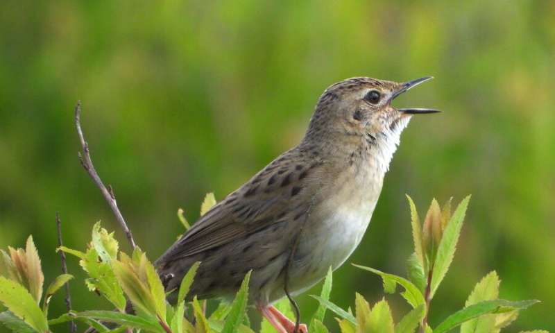 Global study on bird song frequency