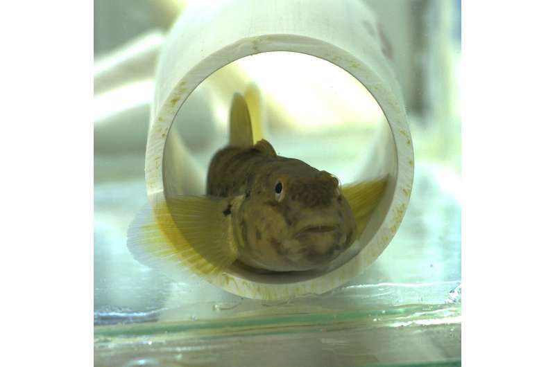 Goby fins have fingertip touch sensitivity