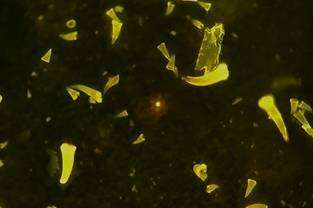 Good news: European sea bass absorb virtually no microplastic in their muscle tissue