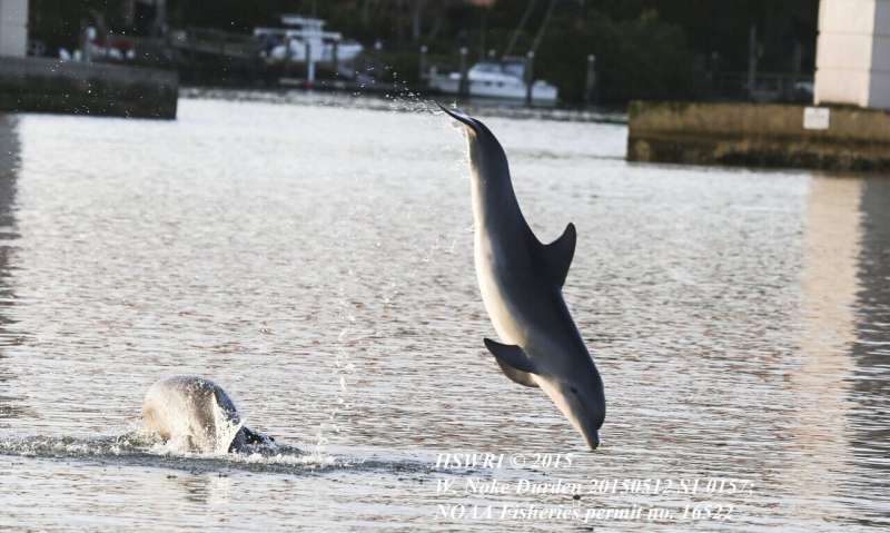 Good night? Satellite data uncovers dolphins on the move at nighttime