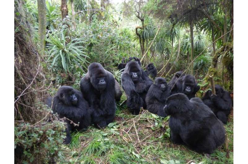 Gorilla relationships limited in large groups