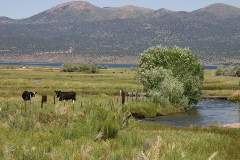 Grazing and Riparian Restoration Are Compatible When You Put in the Work