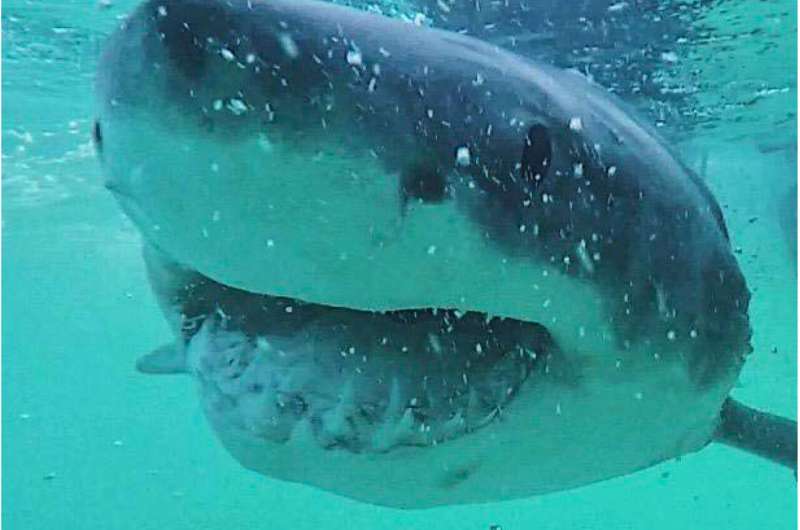 Great white shark diet surprises scientists