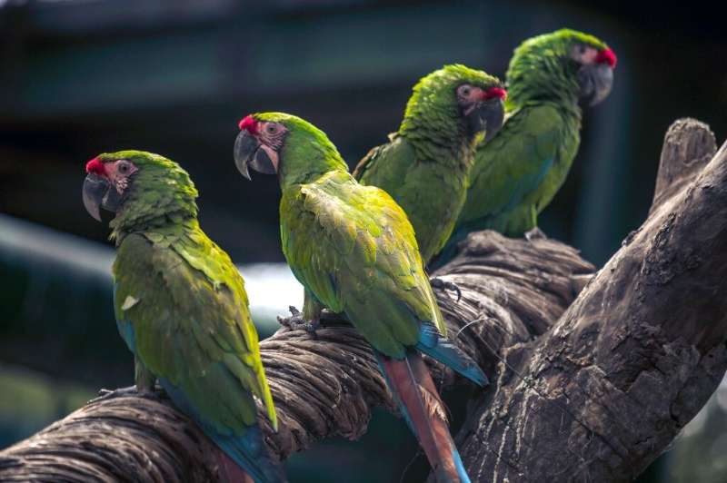 Green macaws were seized by Mexican authorities during a raid to prevent animal trafficking