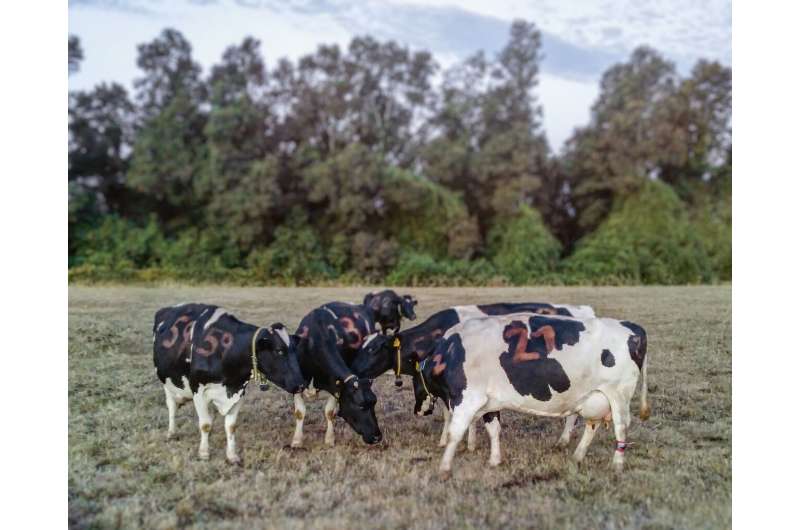 Grooming behavior between dairy cows reveals complex social network