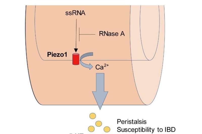 Gut Piezo1 regulates gut and bone homeostasis via RNA sensing.