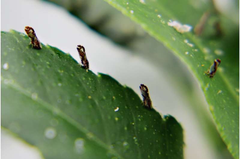 Harnessing psyllid peptides to fight citrus greening disease