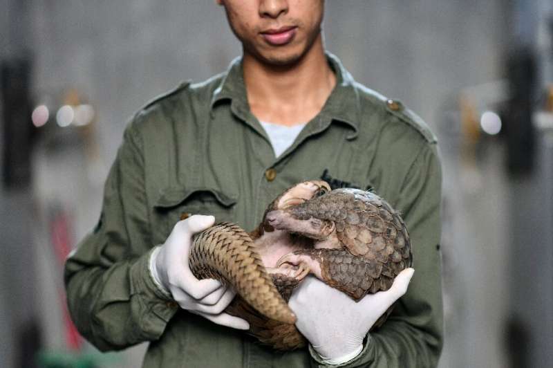 Head keeper Tran Van Truong gently takes a curled-up pangolin into his arms, comforting the shy creature rescued months earlier 