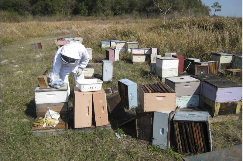 Helping honeybees make it through winter with early cold storage