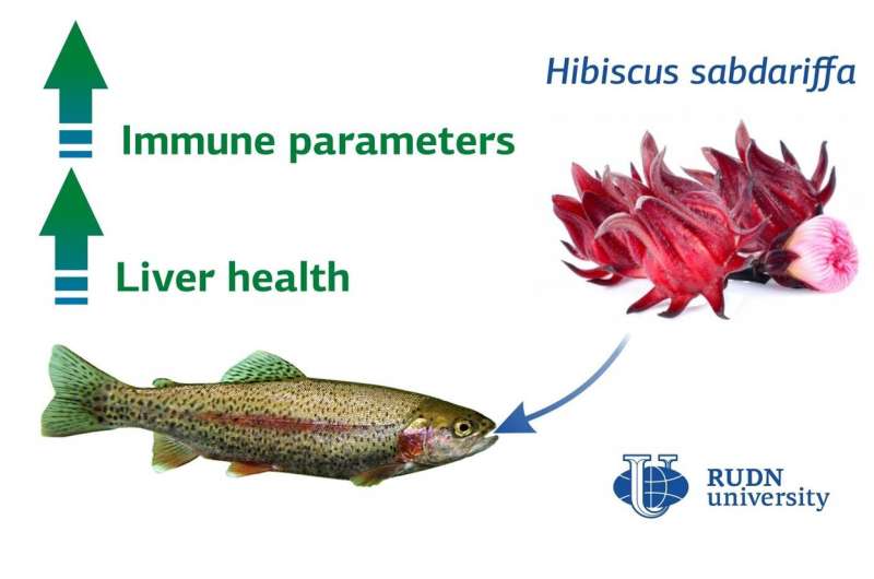 Hibiscus reduces the toxicity of ammonia for rainbow trout, say RUDN University biologists