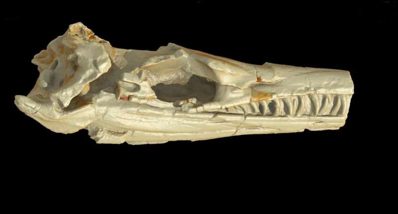 High-tech CT reveals ancient evolutionary adaptation of extinct crocodylomorphs
