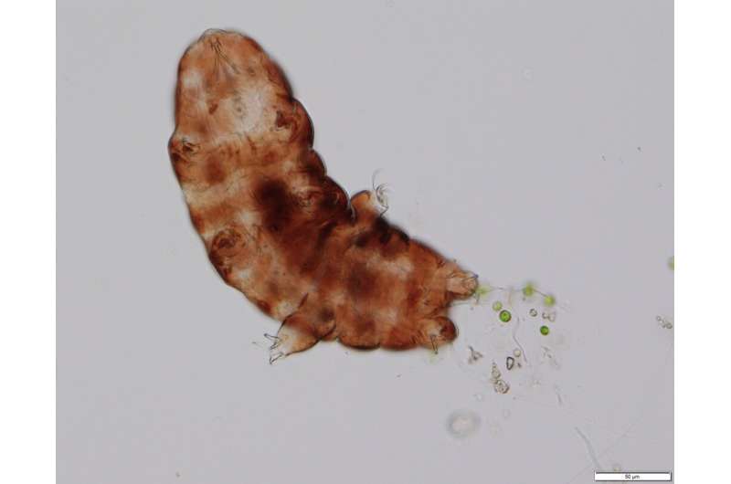High temperatures due to global warming will be dramatic even for tardigrades